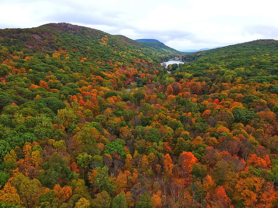 cold spring, united states, fall, colors, forest, trees, lake HD wallpaper