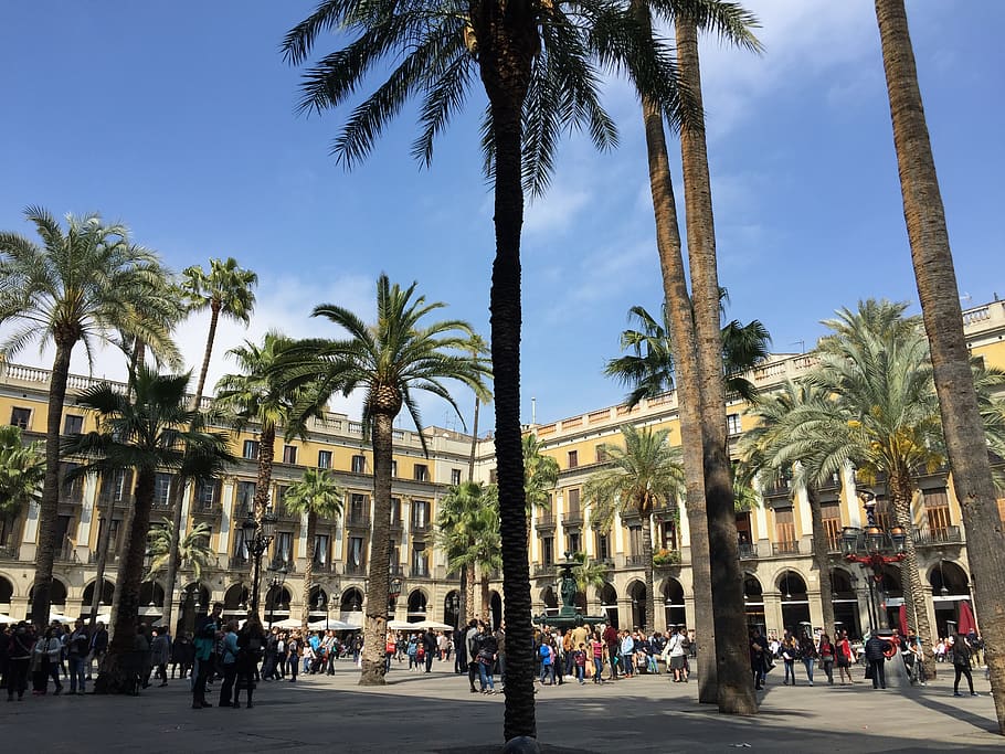 spain, barcelona, palm, square, tree, tropical climate, palm tree HD wallpaper