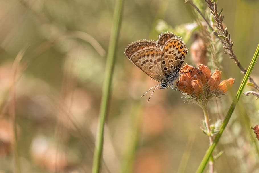 Brown Butterfly on Flower, bloom, blossom, flora, insect, macro HD wallpaper