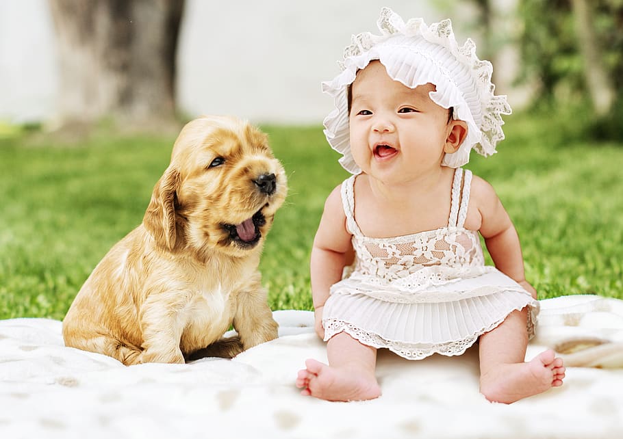 baby, dog, animal, cute, pet, puppies, puppy, sweet, young, HD wallpaper