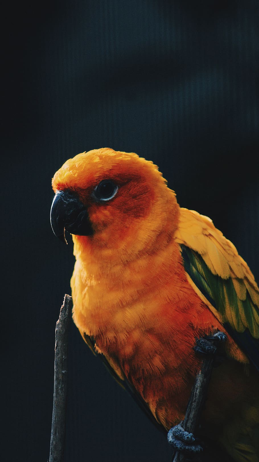bird, exotic, wild, animal, wildlife, one animal, animal themes HD wallpaper