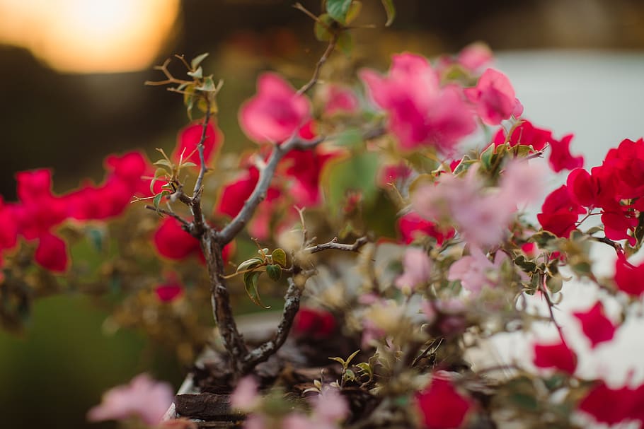 Red and Pink Colored Flowers, beautiful, bloom, blooming, blossom HD wallpaper