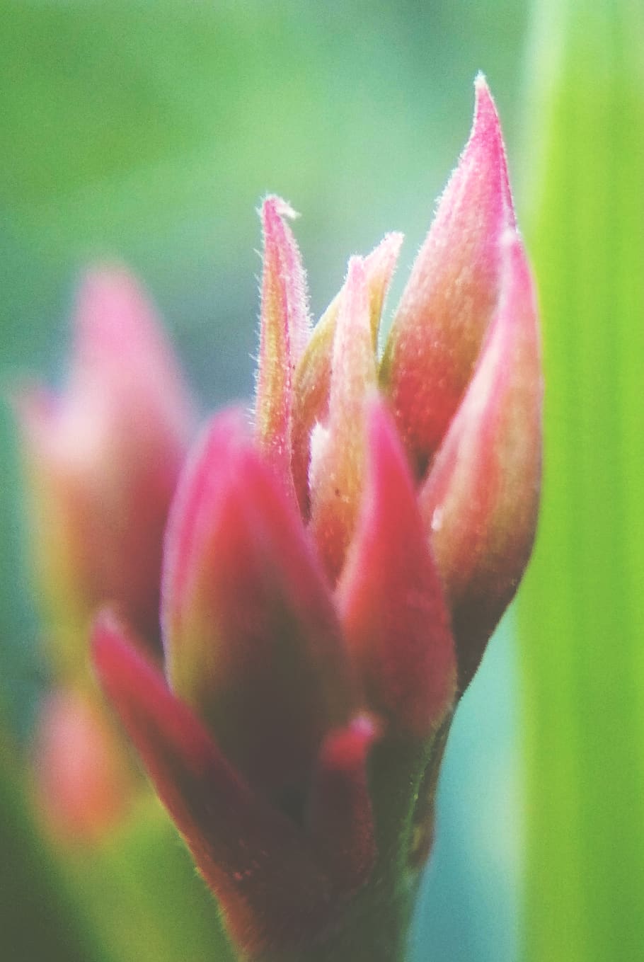 pink, flower, macro, green, close up, plant, close-up, flowering plant HD wallpaper