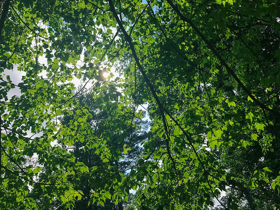 leaves, sun, forest, tree, branch, plant, green color, growth HD wallpaper