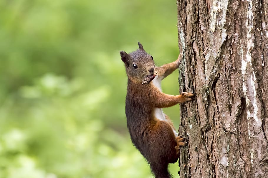 brown squirrel on tree, animal wildlife, animal themes, animals in the wild HD wallpaper