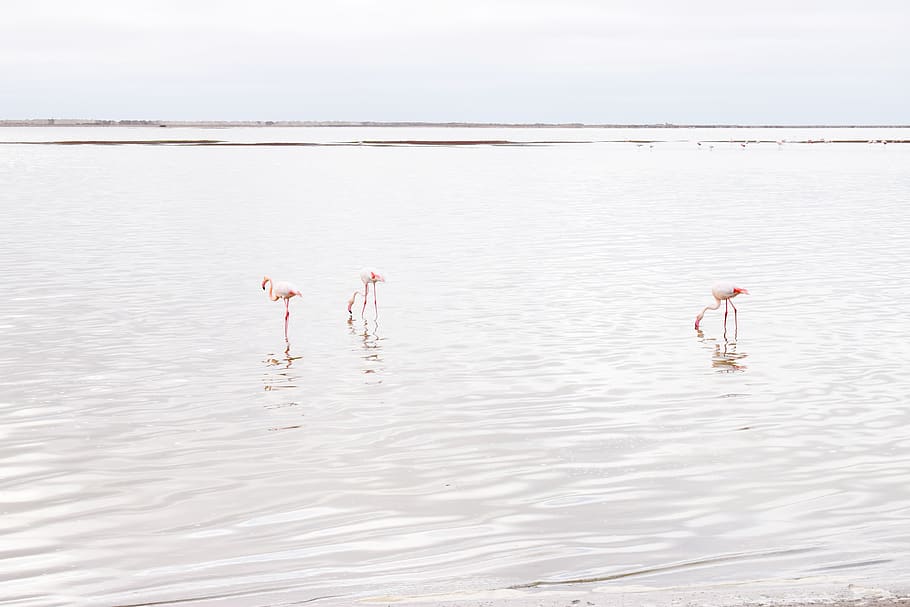 flamingos, walvisbay, namibia, ocean, feeding, africa, sea HD wallpaper