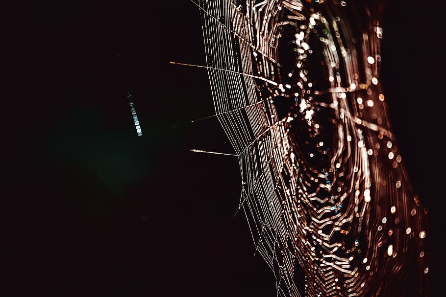 cobweb, networking, spin threads, connected, bill, cobwebs HD wallpaper