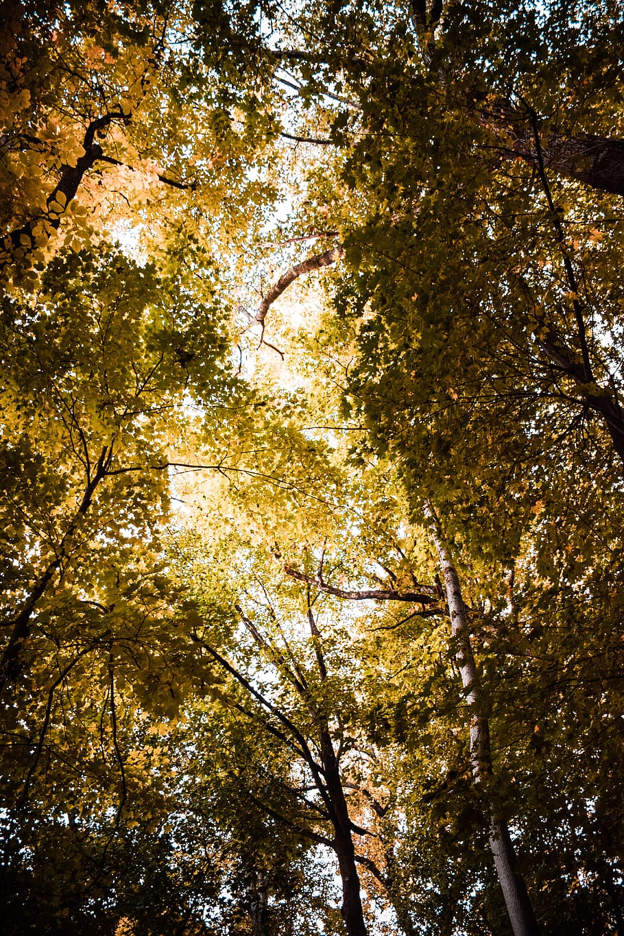 Worm's Eye View of Forest, branches, low angle shot, perspective HD wallpaper