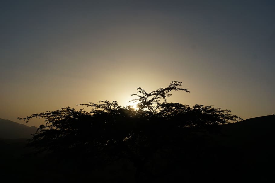 oman, sky, plant, tree, silhouette, growth, tranquility, sunset HD wallpaper