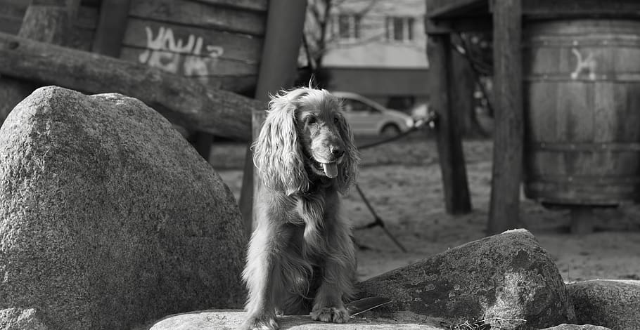 dog-cocker-spaniel-cocker-pet.jpg