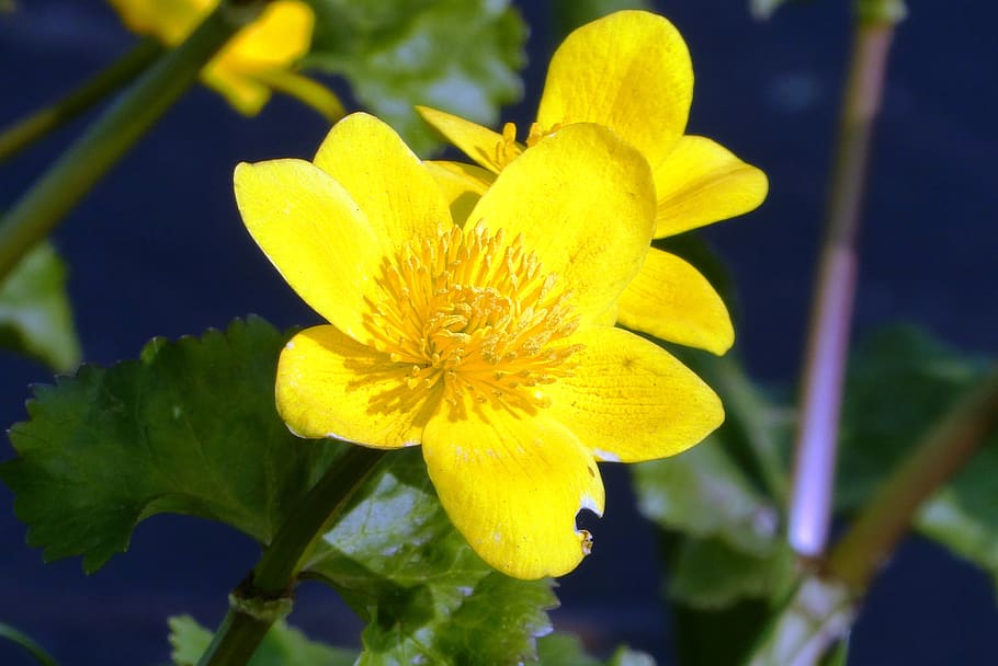 marsh marigold, ditch, spring, flower, nature, flowers, wanted HD wallpaper