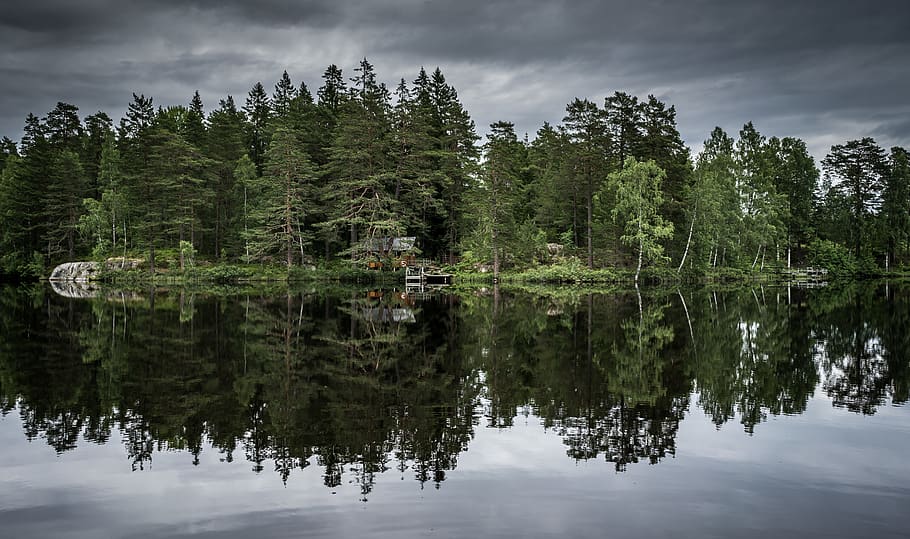 reflection, water, tree, lake, plant, beauty in nature, waterfront HD wallpaper