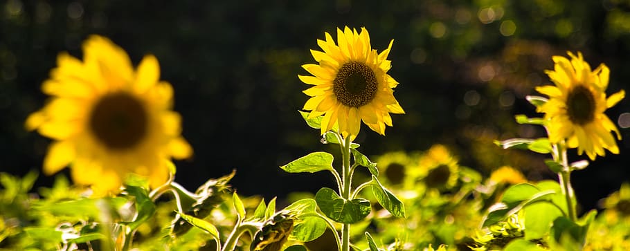 sunflower, three, wind, yellow, blossom, bloom, nature, summer HD wallpaper
