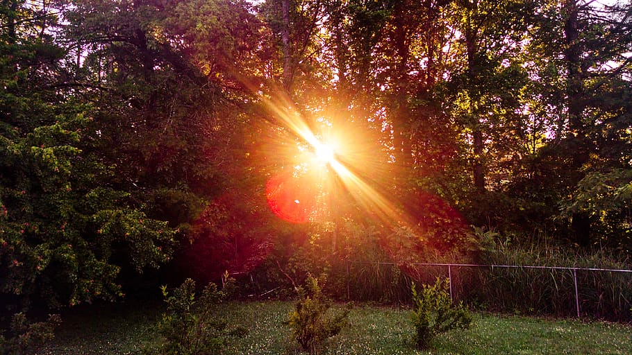 trees, forest, sunshine, summer, summertime, morning, foggy HD wallpaper