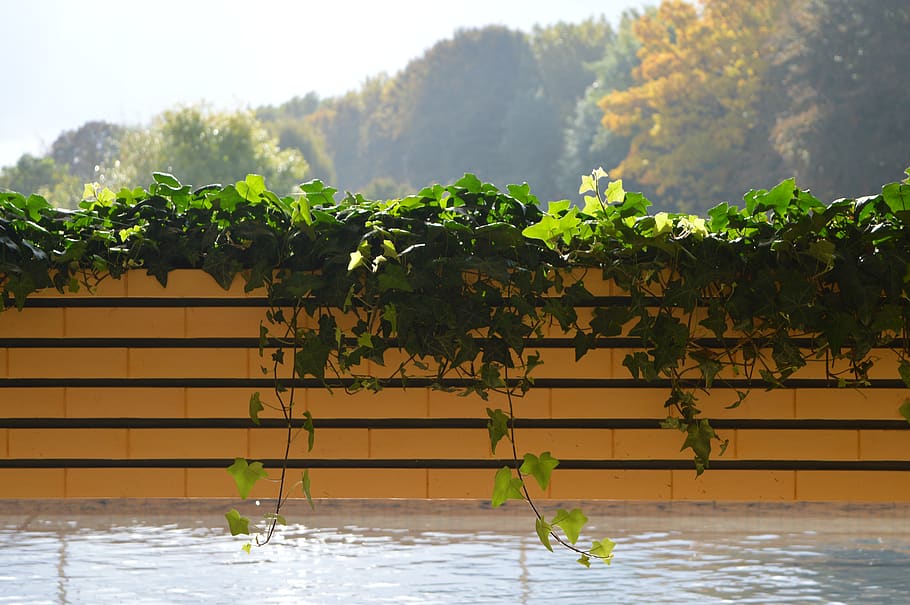 france, croix, plant, tree, nature, water, growth, no people HD wallpaper