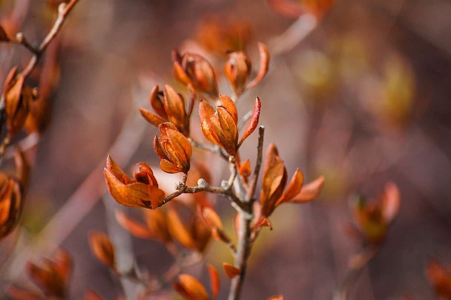 Selective Focus Photography of Orange Petaled Flower, beautiful HD wallpaper