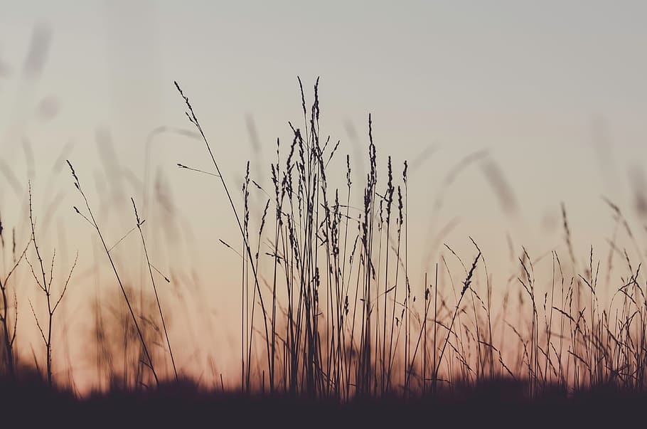 plants, field, sunset, dusk, nature, agriculture, farm, growth HD wallpaper