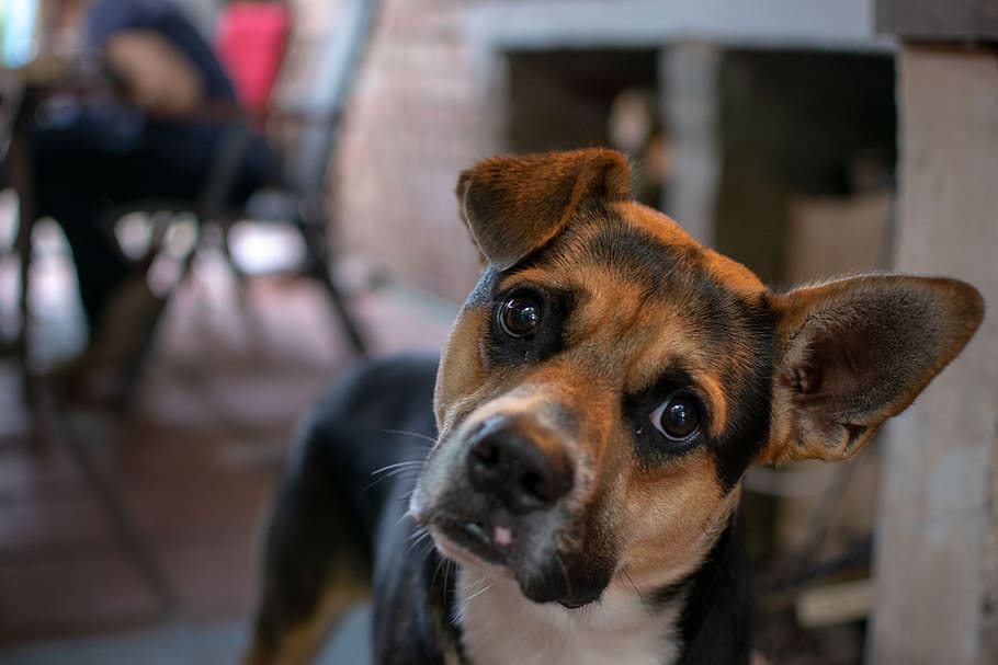 dog, view, ears, cute, portrait, snout, canine, one animal HD wallpaper