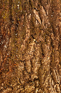 plant, tree, tree trunk, rug, wood, redwood, texture, root HD wallpaper