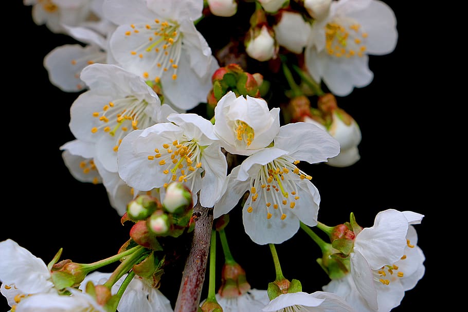 flower, cherry, white, spring, nature, flowering plant, petal HD wallpaper