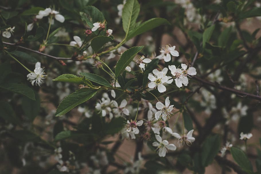 White Petaled Flowers Selective Focus Photography, bloom, blossom HD wallpaper