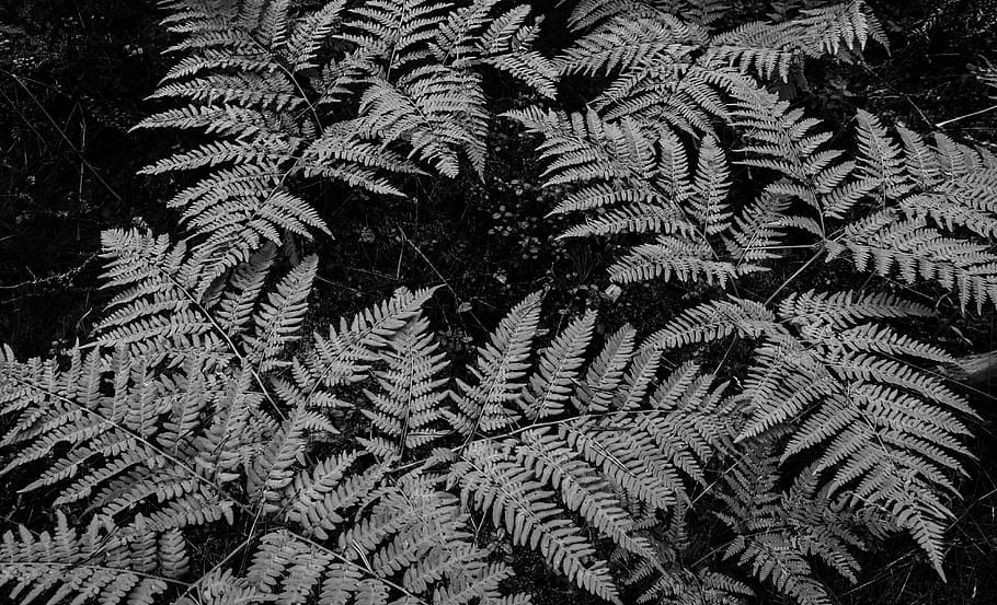 Grayscale Photo Of Fern Plants, frond, garden, lush, growth, full frame HD wallpaper