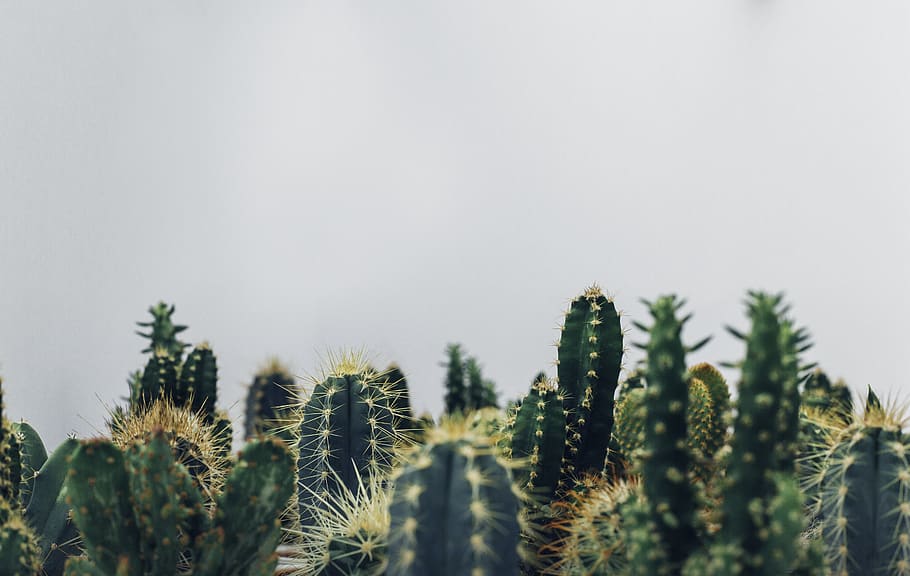 cacti, cactus, cactuses, plants, growth, nature, beauty in nature HD wallpaper