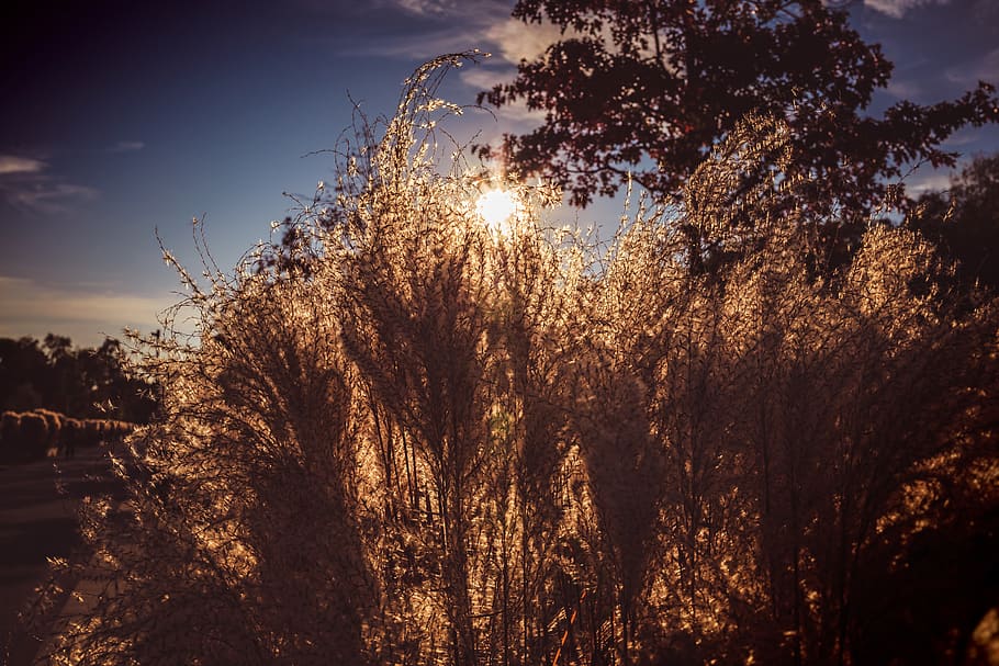 grass, sunset, nature, landscape, evening, dawn, sky, grasses HD wallpaper