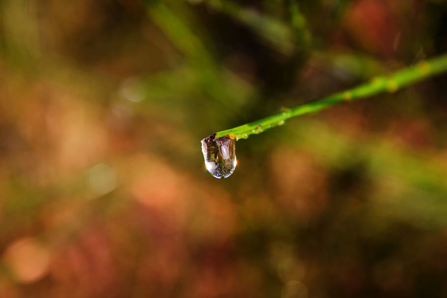 drip, nature, branch, close up, dewdrop, drop of water, macro HD wallpaper