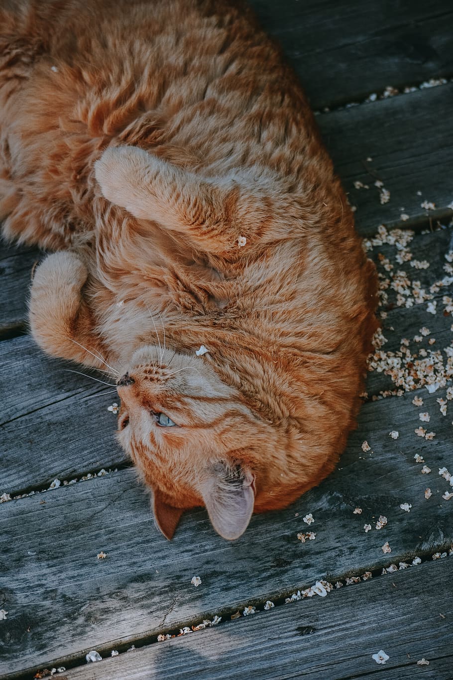 cat, cats, kitten, kittens, cute, adorable, animal, animals HD wallpaper