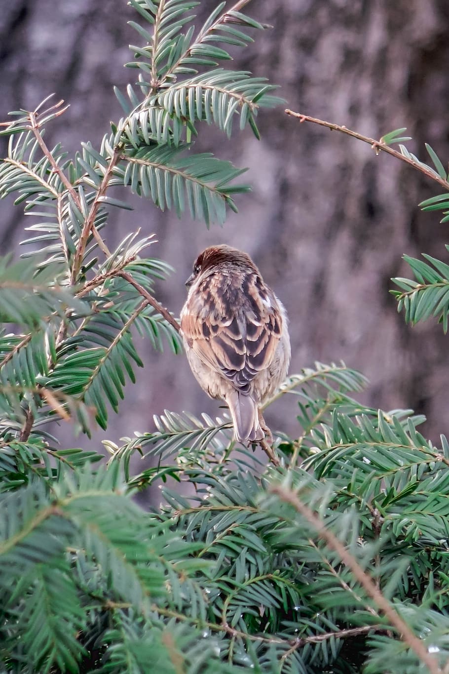 sparrow, bird, feather, feathers, nature, animal, plant, growth HD wallpaper