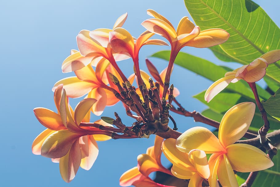 Close Up Photo of Yellow Plumeria Flower, bloom, blooming, blossom HD wallpaper