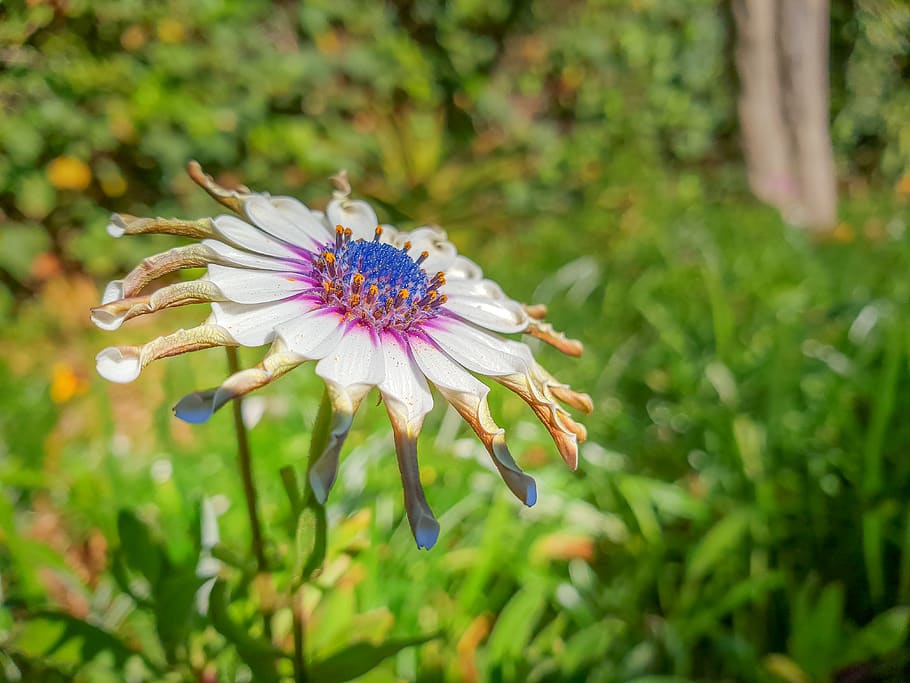 white and purple flowers, plant, pollen, blossom, petal, invertebrate