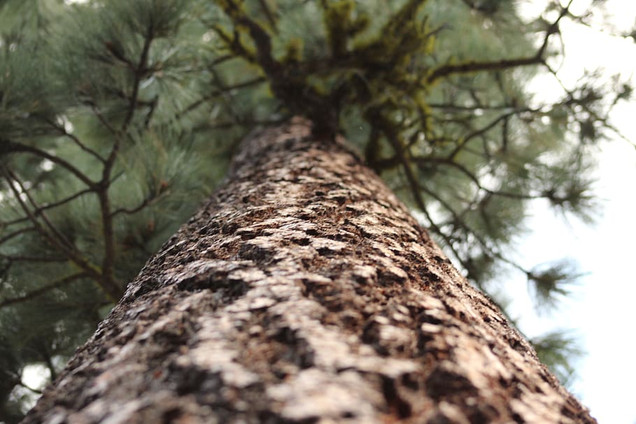 pine, tree, tree trunk, plant, low angle view, selective focus HD wallpaper