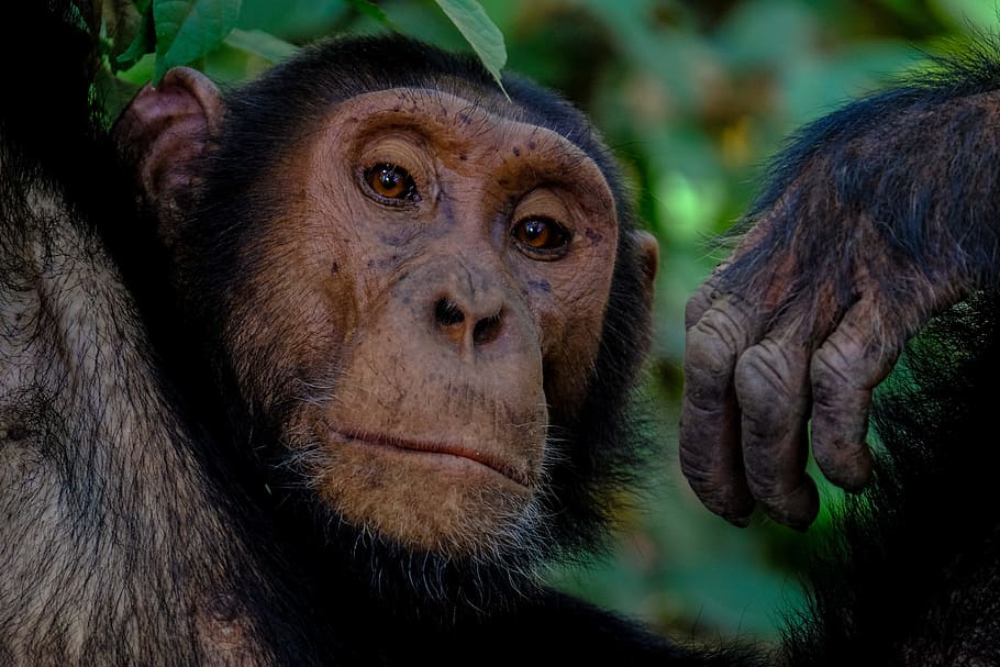 macro shot of brown monkey, face, chimpanzee, animal, wildlife HD wallpaper