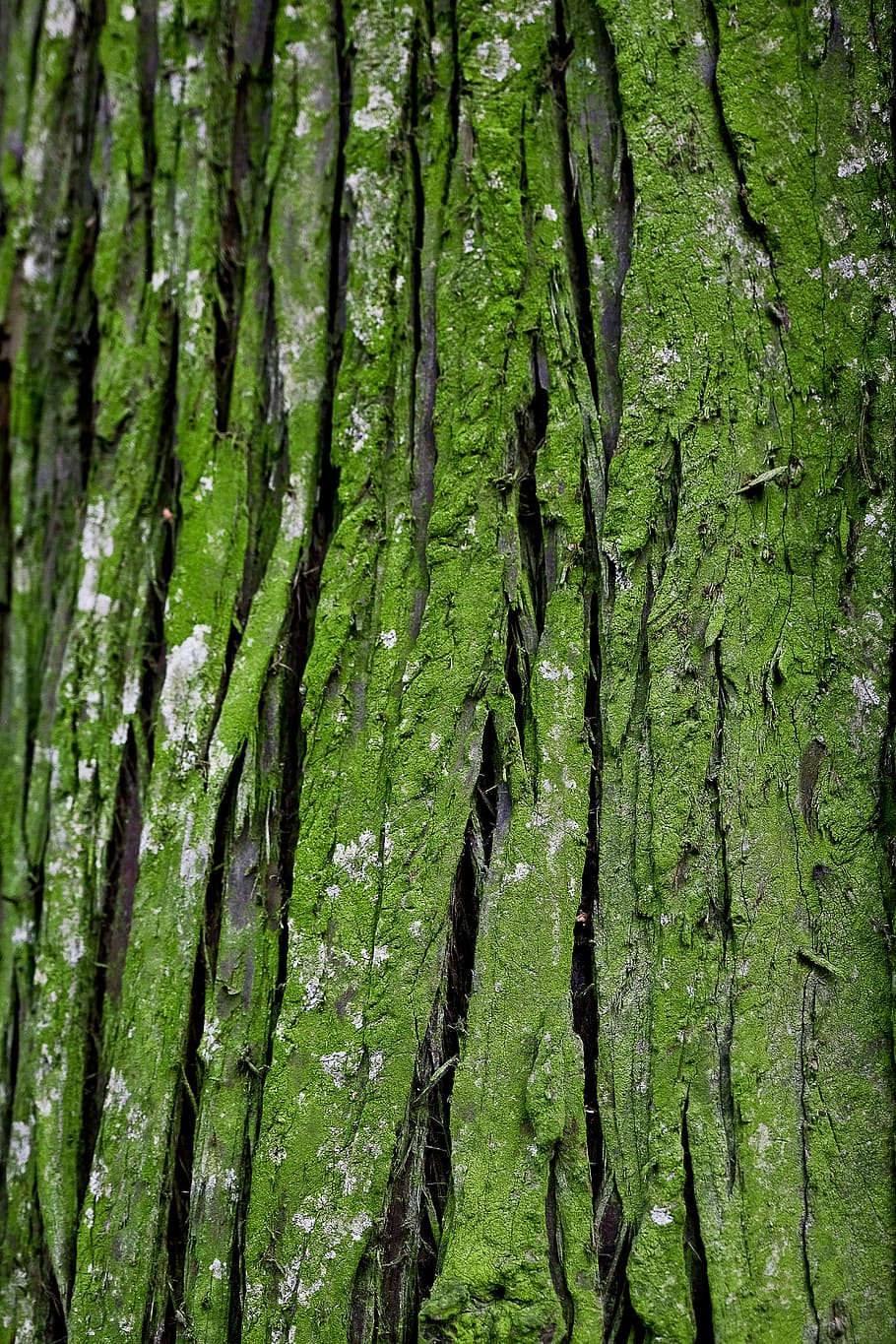 germany, hamburg, tree, bark, moss, plant, green color, growth HD wallpaper