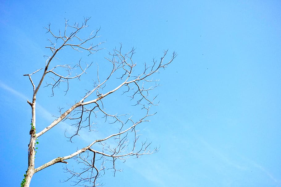 tree, branches, sky, clean, forest, abstract, summer, minimal, HD wallpaper