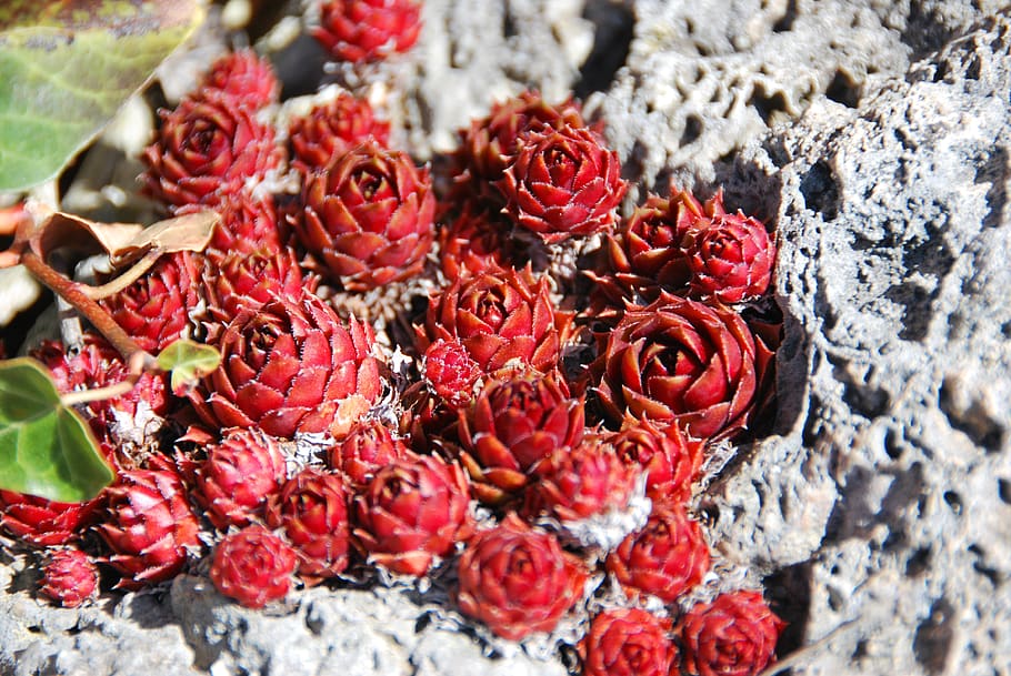 flowers, rock, nature, leaf, colorful, red, close-up, fruit HD wallpaper