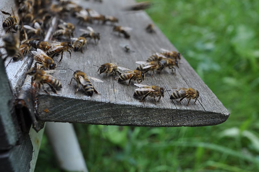 bees, the hive, bee-keeping, animal, animal themes, animal wildlife HD wallpaper