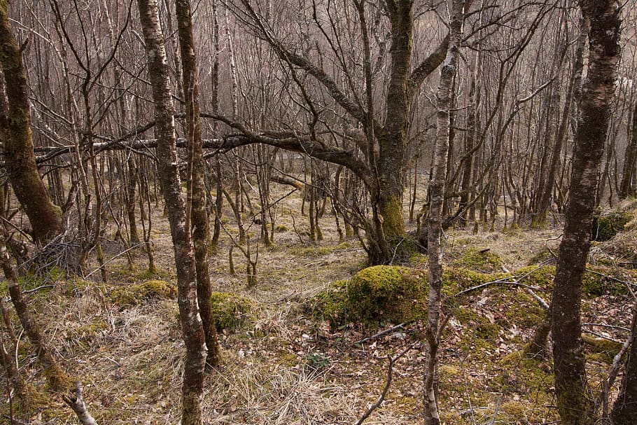 Ground forest