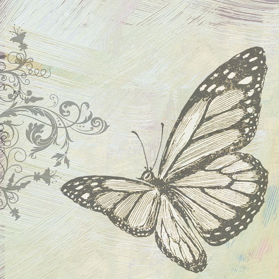 wild, fly, butterfly, insect, animal, graphic, art and craft HD wallpaper