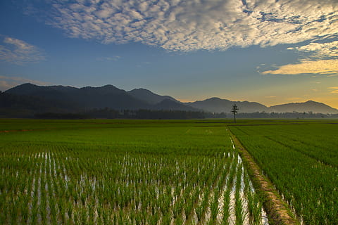 sunrise, rice fields, sky, agriculture, scenics - nature, landscape HD wallpaper