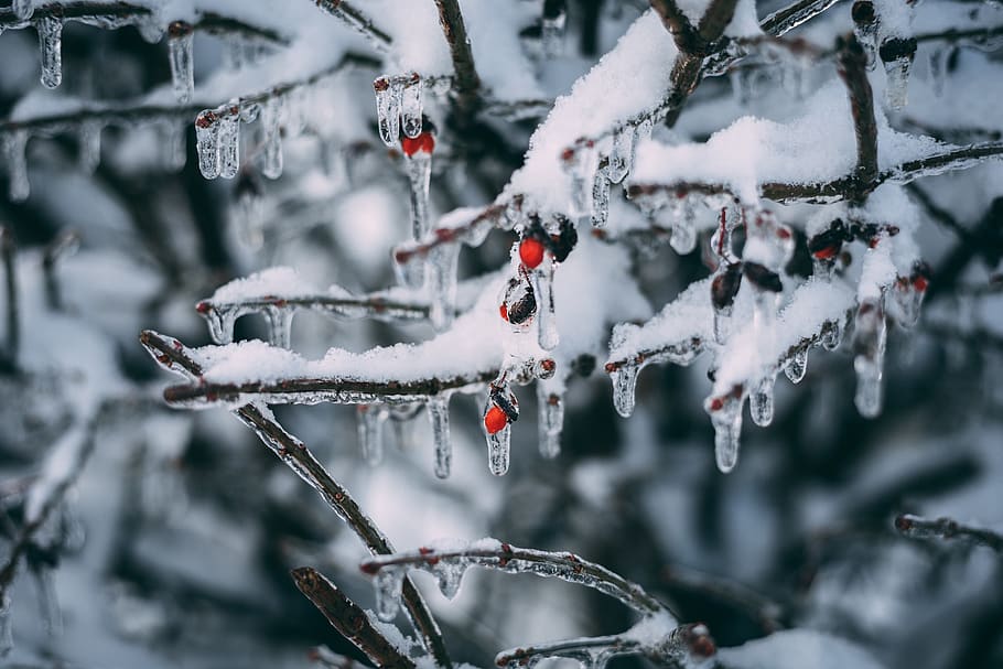 Ice on the Tree Branch, berries, branches, christmas, close-up HD wallpaper