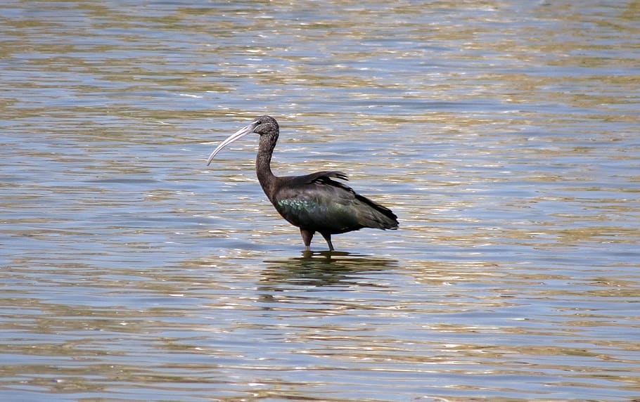 bird, glossy ibis, wader, plegadis falcinellus, wading bird, HD wallpaper