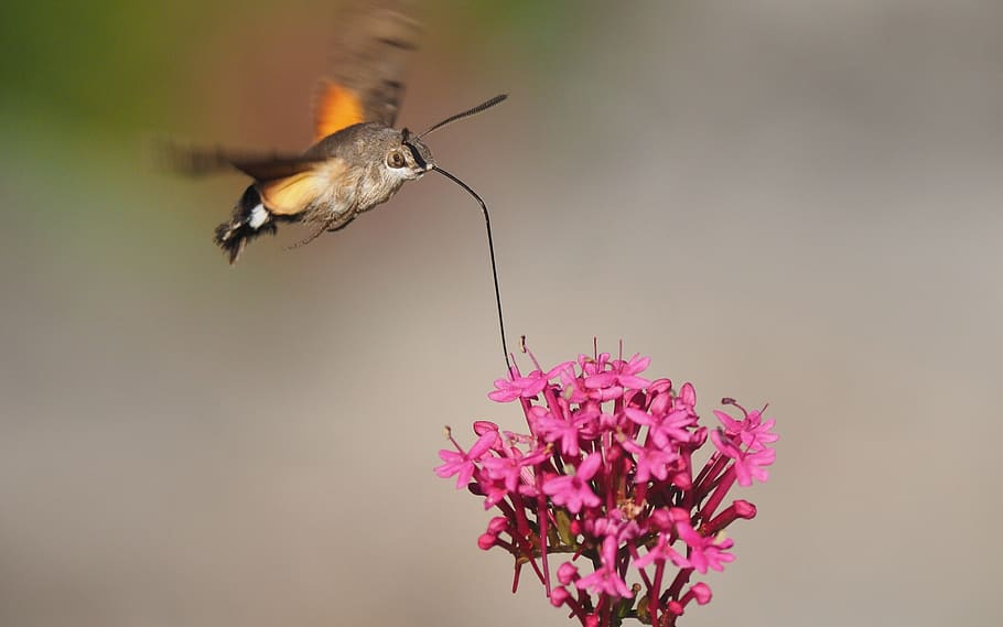 nature, butterfly, sphinx moth, flight, flower, animal themes HD wallpaper