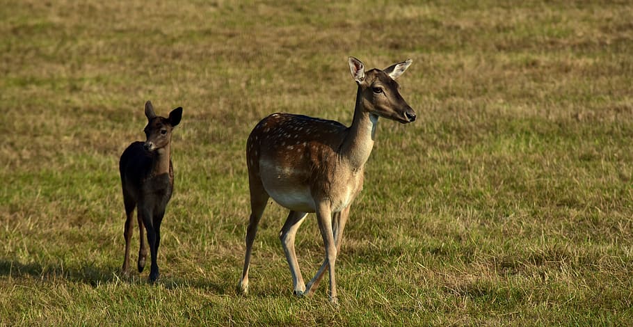 fallow deer, female, young animal, nature, animal world, roe deer