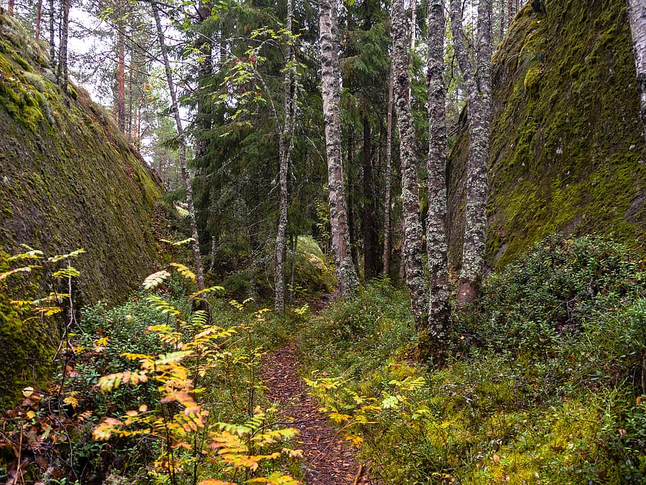 finland, path, rock, forest, nature, plant, tree, growth, tranquility HD wallpaper