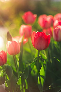 red tulips, plant, flower, blossom, nature, light, sunset, sunrise HD wallpaper