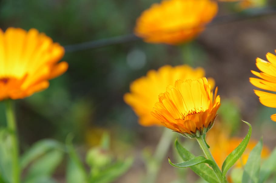 marigold, orange, garden, flowering plant, beauty in nature HD wallpaper