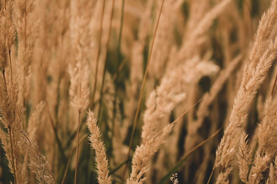golden, muted, dull, wheat, grasses, tall grass, plant, foliage HD wallpaper